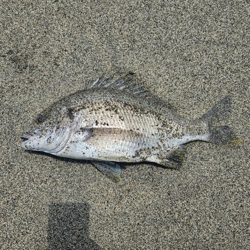キビレの釣果