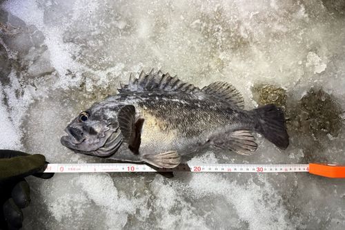 ソイの釣果