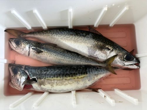サバの釣果
