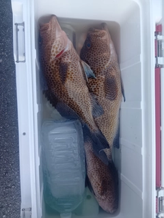 オオモンハタの釣果