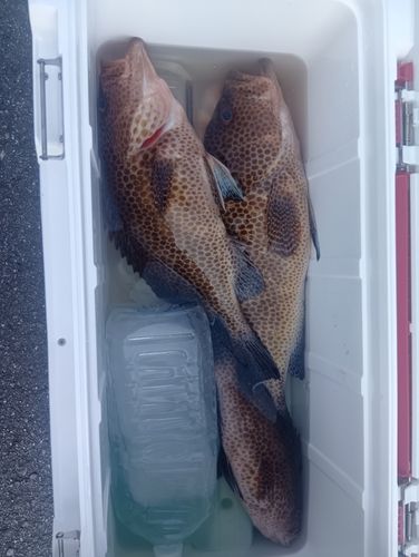 オオモンハタの釣果