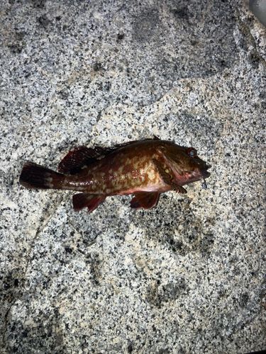 ガシラの釣果