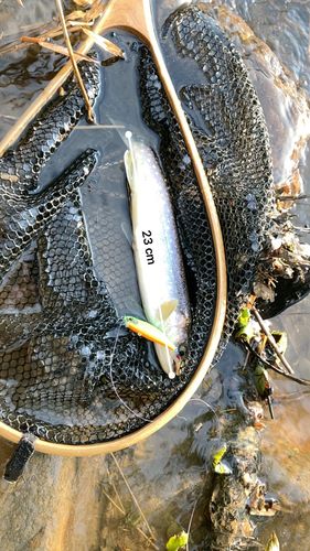 イワナの釣果