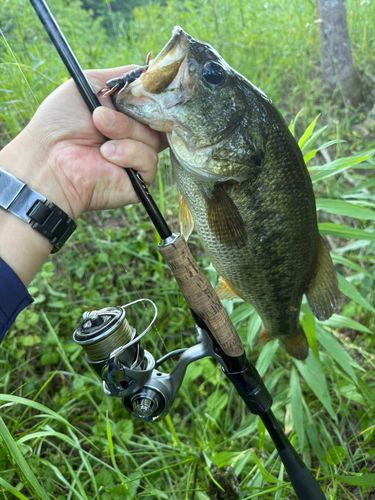 ラージマウスバスの釣果