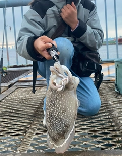 シリヤケイカの釣果