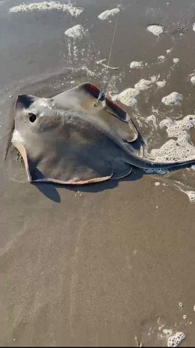 アカエイの釣果