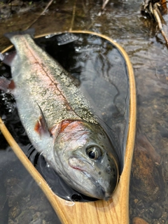 ニジマスの釣果