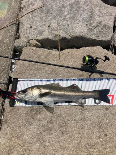 シーバスの釣果