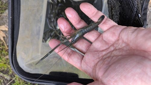 テナガエビの釣果