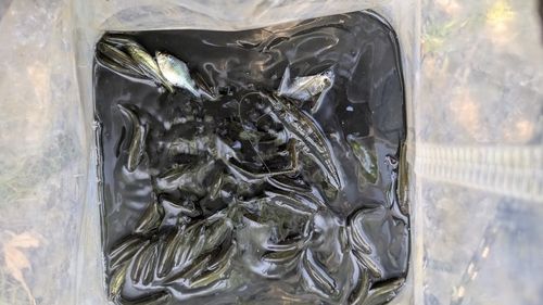 タイリクバラタナゴの釣果