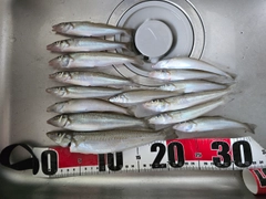 キスの釣果