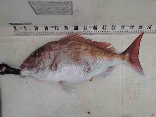 マダイの釣果