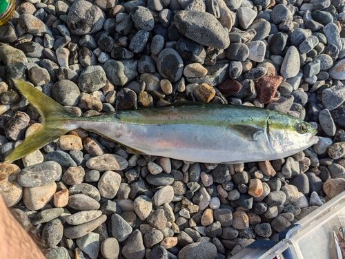 ワカシの釣果