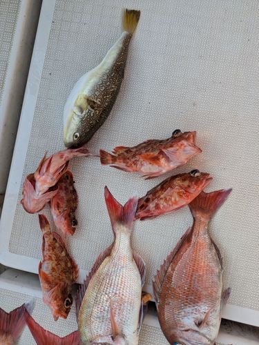 フグの釣果