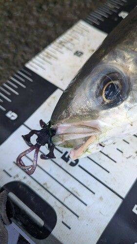 ボラの釣果