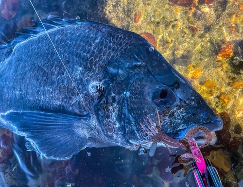 チヌの釣果