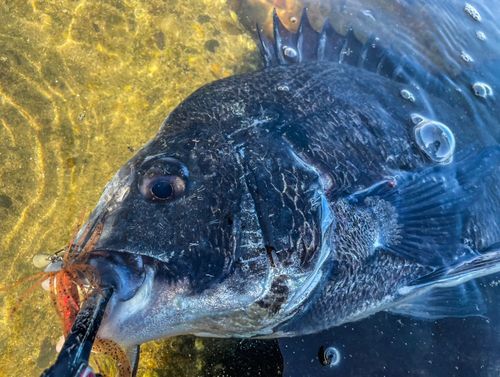 チヌの釣果