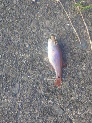 ネンブツダイの釣果