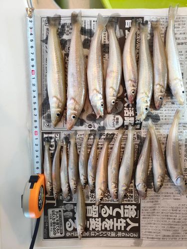 シロギスの釣果