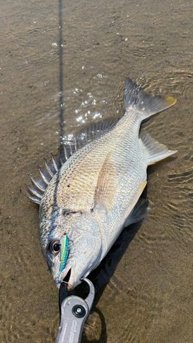 キビレの釣果