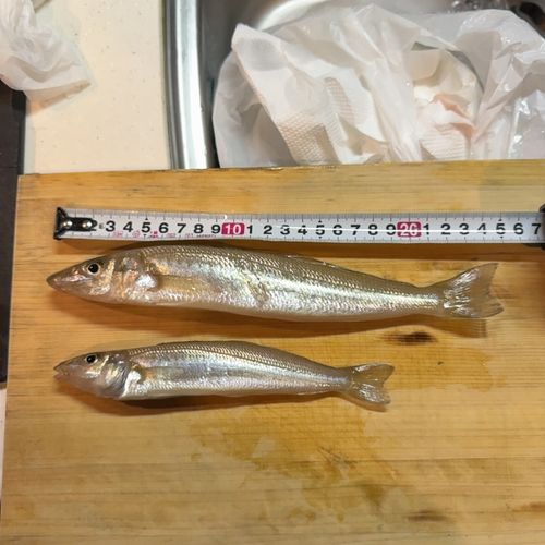 キスの釣果
