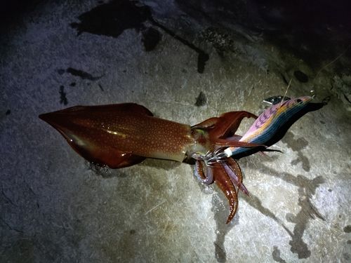 ヤリイカの釣果