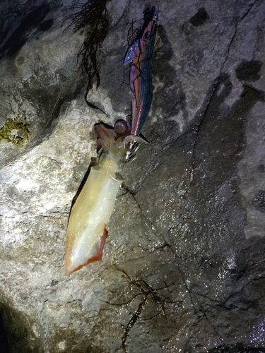 ヤリイカの釣果
