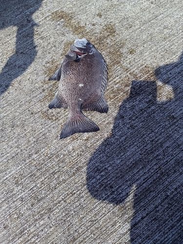 イシガキダイの釣果
