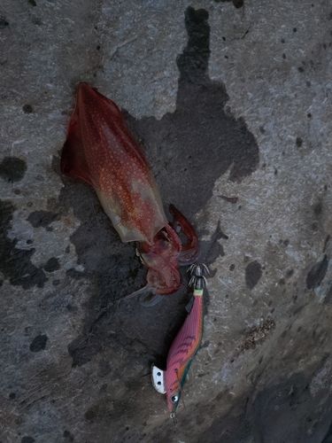 ヤリイカの釣果
