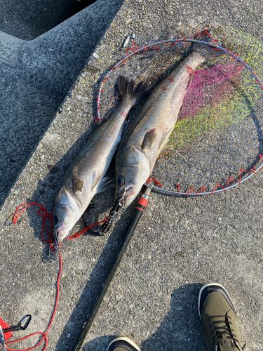 スズキの釣果