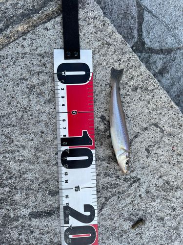 キスの釣果