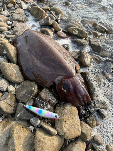 モンゴウイカの釣果
