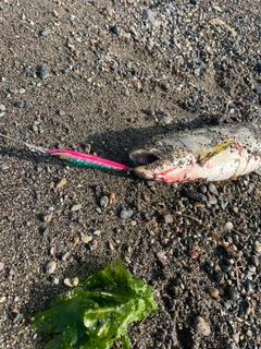 アメマスの釣果