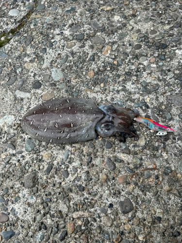 モンゴウイカの釣果