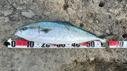 ワラサの釣果