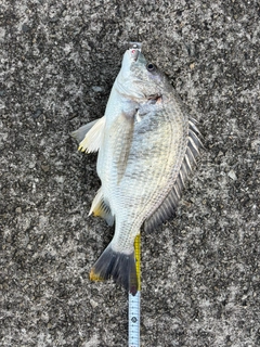 キチヌの釣果