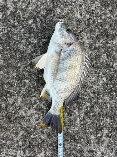 キチヌの釣果