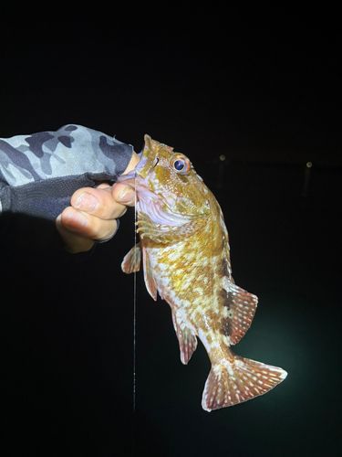 カサゴの釣果