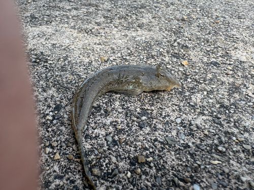 メゴチの釣果