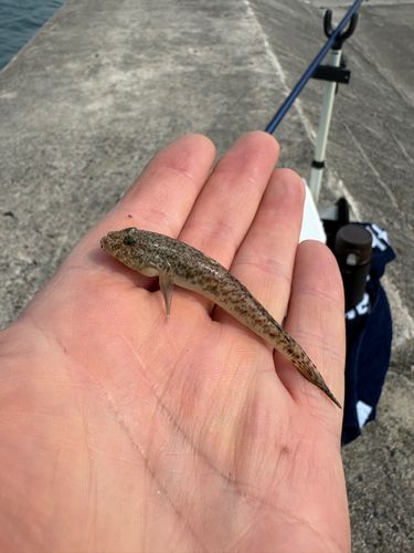 ハゼの釣果