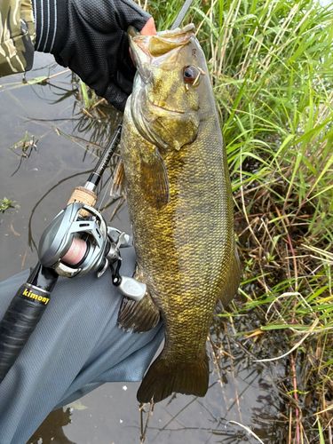 スモールマウスバスの釣果