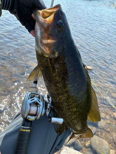 スモールマウスバスの釣果