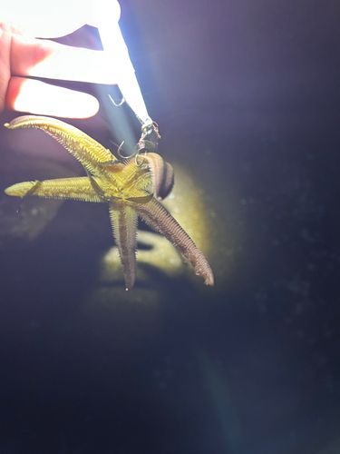 釣果