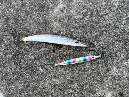カマスの釣果