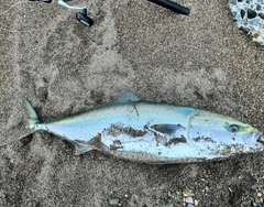 ブリの釣果