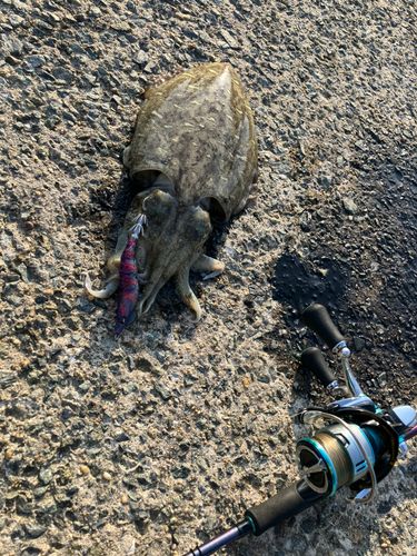 モンゴウイカの釣果