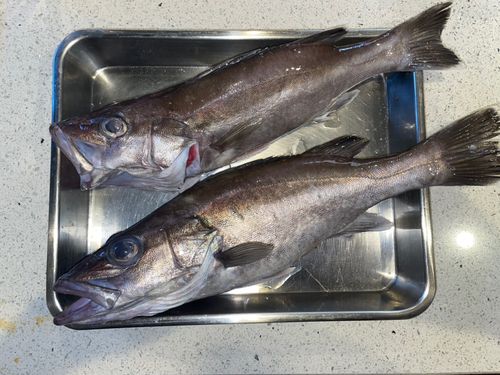 アラの釣果
