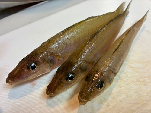 キスの釣果