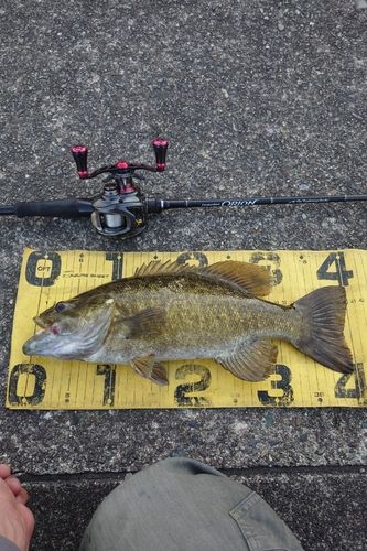 スモールマウスバスの釣果