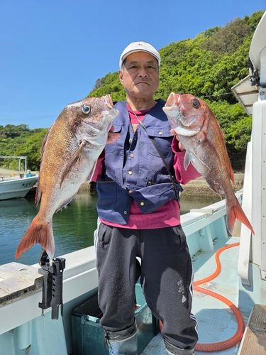 マダイの釣果
